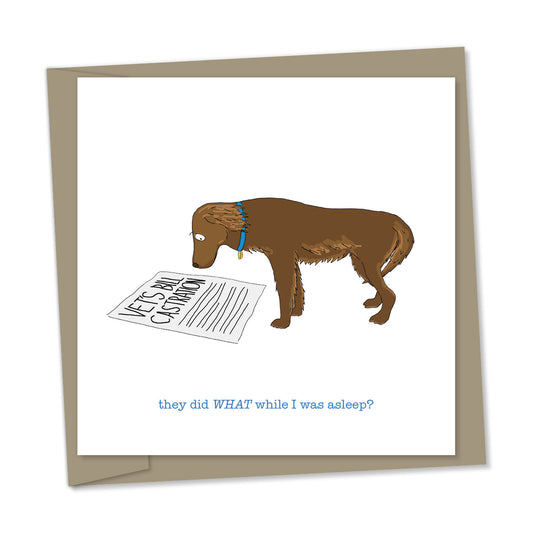 vet's bill: castration – “they did WHAT while I was asleep?”