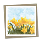 daffodils